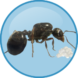 Antkeeper飼養螞蟻游戲 v1.2.11 漢化版