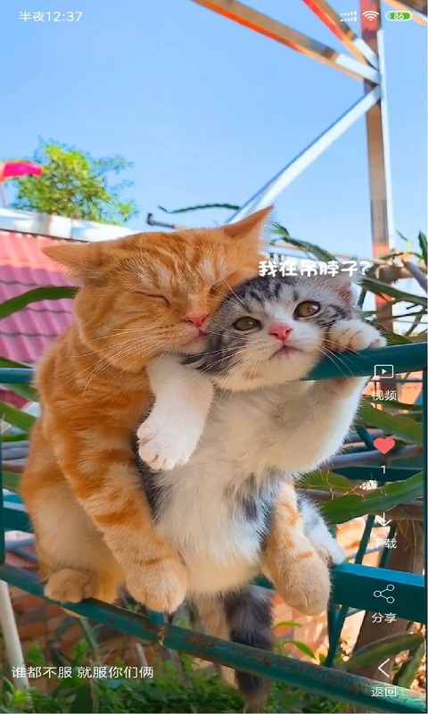 安果視頻壁紙移動版